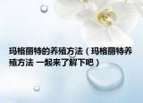 瑪格麗特的養(yǎng)殖方法（瑪格麗特養(yǎng)殖方法 一起來了解下吧）