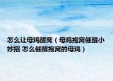 怎么讓母雞醒窩（母雞抱窩催醒小妙招 怎么催醒抱窩的母雞）