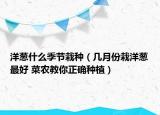 洋蔥什么季節(jié)栽種（幾月份栽洋蔥最好 菜農(nóng)教你正確種植）