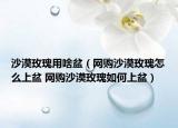 沙漠玫瑰用啥盆（網(wǎng)購沙漠玫瑰怎么上盆 網(wǎng)購沙漠玫瑰如何上盆）