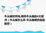 牛頭梗好養(yǎng)嗎,喂養(yǎng)牛頭梗的4大要點(diǎn)（牛頭梗怎么養(yǎng) 牛頭梗喂養(yǎng)指南推薦）