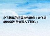 小飛揚草的功效與作用點（大飛揚草的功效 帶你深入了解它）