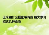 玉米和什么搭配喂雞好 給大家介紹這幾種食物