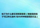 茄子為什么要采用嫁接育苗（嫁接苗的茄子可以種從地嗎 有許多種嫁接苗的方法）