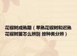 花椒樹成熟期（早熟花椒樹和遲熟花椒樹苗怎么辨別 按種類分辨）