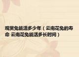 觀賞兔能活多少年（云南花兔的壽命 云南花兔能活多長(zhǎng)時(shí)間）