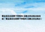 蠶豆適合在樹(shù)蔭下種植嗎 需要注意這兩點(diǎn)的問(wèn)題（蠶豆適合在樹(shù)蔭下種植嗎 需要注意這兩點(diǎn)）