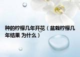 種的檸檬幾年開花（盆栽檸檬幾年結果 為什么）