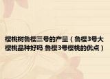櫻桃樹魯櫻三號的產(chǎn)量（魯櫻3號大櫻桃品種好嗎 魯櫻3號櫻桃的優(yōu)點）