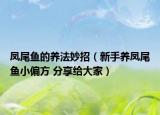 鳳尾魚(yú)的養(yǎng)法妙招（新手養(yǎng)鳳尾魚(yú)小偏方 分享給大家）