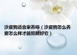 沙皮狗適合家養(yǎng)嗎（沙皮狗怎么養(yǎng) 要怎么樣才能照顧好它）