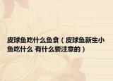 皮球魚吃什么魚食（皮球魚新生小魚吃什么 有什么要注意的）