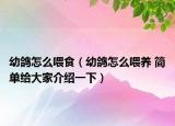 幼鴿怎么喂食（幼鴿怎么喂養(yǎng) 簡(jiǎn)單給大家介紹一下）