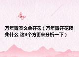 萬年青怎么會開花（萬年青開花預(yù)兆什么 這3個方面來分析一下）