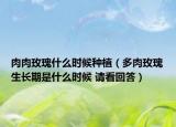 肉肉玫瑰什么時(shí)候種植（多肉玫瑰生長期是什么時(shí)候 請看回答）
