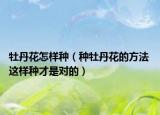 牡丹花怎樣種（種牡丹花的方法 這樣種才是對的）