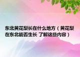 東北黃花梨長在什么地方（黃花梨在東北能否生長 了解這些內(nèi)容）