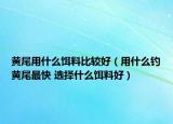 黃尾用什么餌料比較好（用什么釣黃尾最快 選擇什么餌料好）