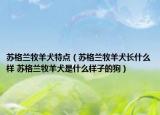 蘇格蘭牧羊犬特點(diǎn)（蘇格蘭牧羊犬長(zhǎng)什么樣 蘇格蘭牧羊犬是什么樣子的狗）