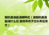 煙機廢油能澆哪種花（油煙機廢油能澆什么花 推薦養(yǎng)君子蘭長壽花吊蘭）