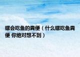 螺會(huì)吃魚(yú)的糞便（什么螺吃魚(yú)糞便 你絕對(duì)想不到）
