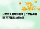 長茄怎么管理和栽培（廣茄種植管理 可以把握這些知識）