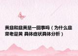 黃韭和韭黃是一回事嗎（為什么韭菜老是黃 具體癥狀具體分析）