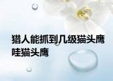 獵人能抓到幾級貓頭鷹哇貓頭鷹