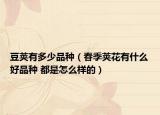 豆莢有多少品種（春季莢花有什么好品種 都是怎么樣的）