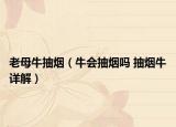 老母牛抽煙（牛會(huì)抽煙嗎 抽煙牛詳解）