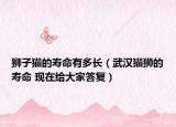 獅子貓的壽命有多長（武漢貓獅的壽命 現(xiàn)在給大家答復）