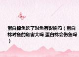 蛋白棉魚(yú)吃了對(duì)魚(yú)有影響嗎（蛋白棉對(duì)魚(yú)的危害大嗎 蛋白棉會(huì)傷魚(yú)嗎）