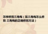 怎樣修剪三角梅（鼠三角梅怎么修剪 三角梅的正確修剪方法）