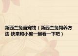 新西蘭兔當(dāng)寵物（新西蘭兔飼養(yǎng)方法 快來和小編一起看一下吧）