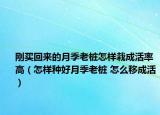 剛買(mǎi)回來(lái)的月季老樁怎樣栽成活率高（怎樣種好月季老樁 怎么移成活）
