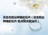 適合在陽臺(tái)種植的花卉（適合陽臺(tái)種植的花卉 給點(diǎn)陽光就燦爛）