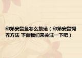 印第安鼠魚怎么繁殖（印第安鼠飼養(yǎng)方法 下面我們來關(guān)注一下吧）