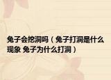 兔子會(huì)挖洞嗎（兔子打洞是什么現(xiàn)象 兔子為什么打洞）