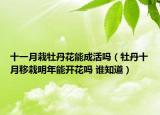 十一月栽牡丹花能成活嗎（牡丹十月移栽明年能開花嗎 誰知道）