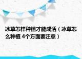冰草怎樣種植才能成活（冰草怎么種植 4個方面要注意）