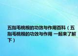 五指毛桃根的功效與作用百科（五指毛桃根的功效與作用 一起來了解下）