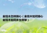 金錢木怎樣摘心（金錢木如何摘心 金錢木如何多生側(cè)芽）