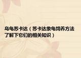 烏龜蘇卡達(dá)（蘇卡達(dá)象龜飼養(yǎng)方法 了解下它們的相關(guān)知識(shí)）
