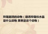玲瓏剔透的動(dòng)物（剔透玲瓏似水晶是什么動(dòng)物 原來是這個(gè)動(dòng)物）
