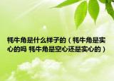 牦牛角是什么樣子的（牦牛角是實(shí)心的嗎 牦牛角是空心還是實(shí)心的）