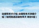 邊境牧羊犬介紹_邊境牧羊犬詳細(xì)介紹（如何挑選邊境牧羊犬 教你5招）