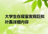 大學(xué)生在寢室發(fā)現(xiàn)巨擬葉螽詳細內(nèi)容
