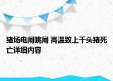 豬場電閘跳閘 高溫致上千頭豬死亡詳細(xì)內(nèi)容