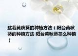 盆栽黃秋葵的種植方法（陽臺黃秋葵的種植方法 陽臺黃秋葵怎么種植）