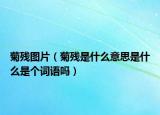 菊殘圖片（菊殘是什么意思是什么是個詞語嗎）